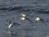 Becasseaux Sanderling 